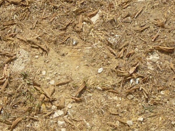 Brown grass on stones texture, with small green patches, small white rocks and other debris